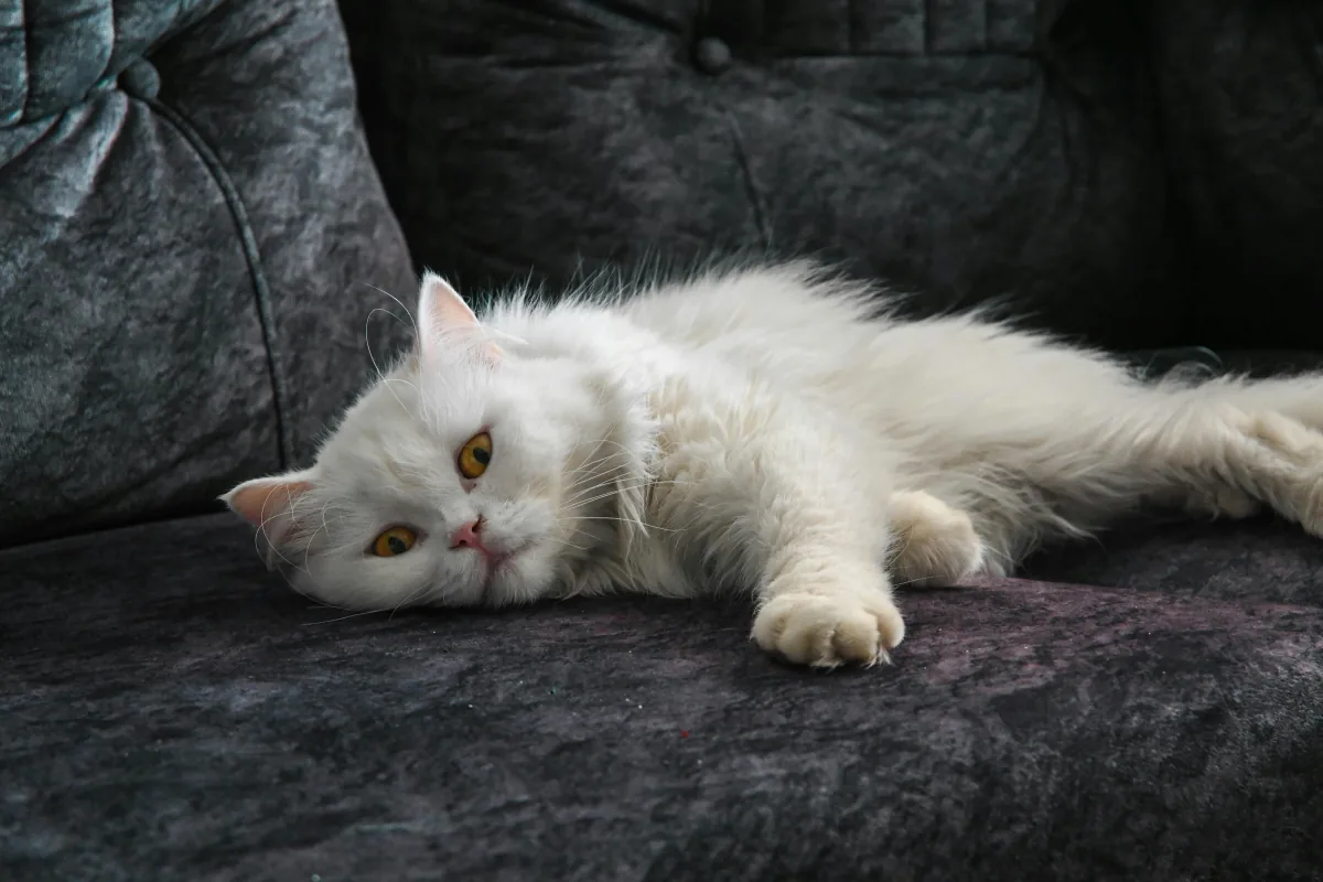 A white cat resting on a dark sofa