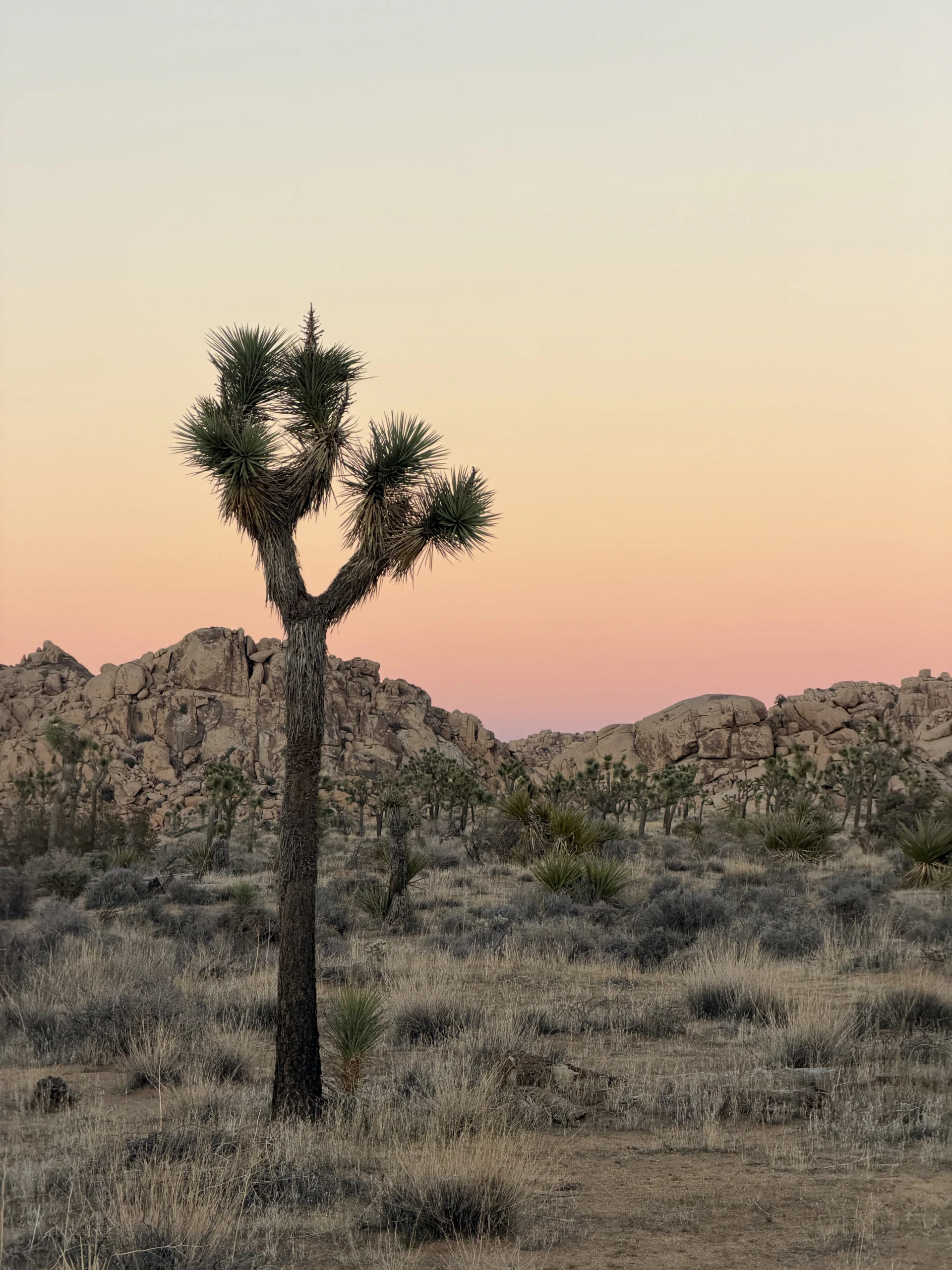 Joshua trees beneath a pale desert sky